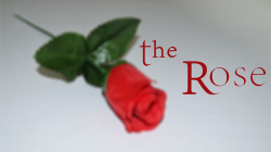 (image for) The Rose by Sandro Loporcaro (Amazo) video DOWNLOAD
