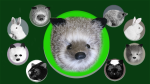 (image for) Silver Fox Spring Animal by Magic Masters - Trick