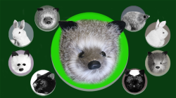 (image for) Silver Fox Spring Animal by Magic Masters - Trick