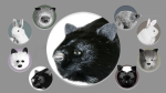 (image for) Black Fox Spring Animal by Magic Masters - Trick