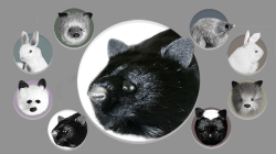 (image for) Black Fox Spring Animal by Magic Masters - Trick