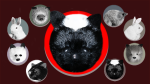 (image for) Skunk Spring Animal by Magic Masters - Trick