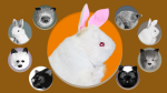 (image for) Rabbit Hand Puppet by Magic Masters - Trick