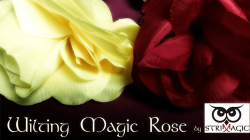 (image for) Wilting Rose by Strixmagic - Trick