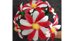 (image for) Diyana FLower by Black Magic - Trick