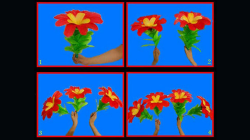 (image for) Changing Flowers (1/4) by Black Magic - Trick