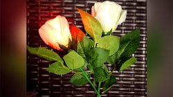 (image for) Rose Light set RED by JL Magic - Trick