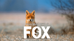 (image for) FOX by Esya G video DOWNLOAD