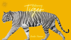 (image for) The Vault - Returning Tiger by Aurelio Ferreira video DOWNLOAD