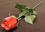 (image for) Appearing Rose