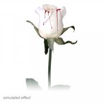 (image for) Bleeding Rose by Visual Magic - Trick