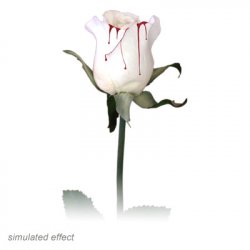 (image for) Bleeding Rose by Visual Magic - Trick