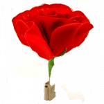 (image for) Match to Rose by Mr. Magic - Trick