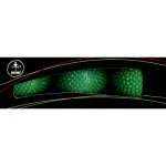 (image for) Multiplying Balls (Green) by Vernet - Trick
