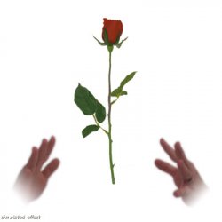 (image for) Simplex Floating Rose - David R. Evangelista