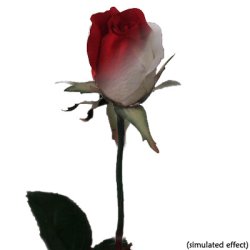 (image for) Ulti-Rose "Single Color Changing Rose"