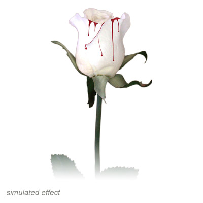 (image for) Bleeding Rose by Visual Magic - Trick - Click Image to Close
