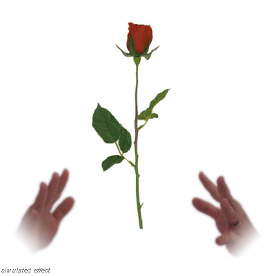 (image for) Simplex Floating Rose - David R. Evangelista - Click Image to Close